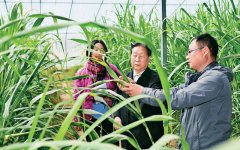 奔驰的“中国草”